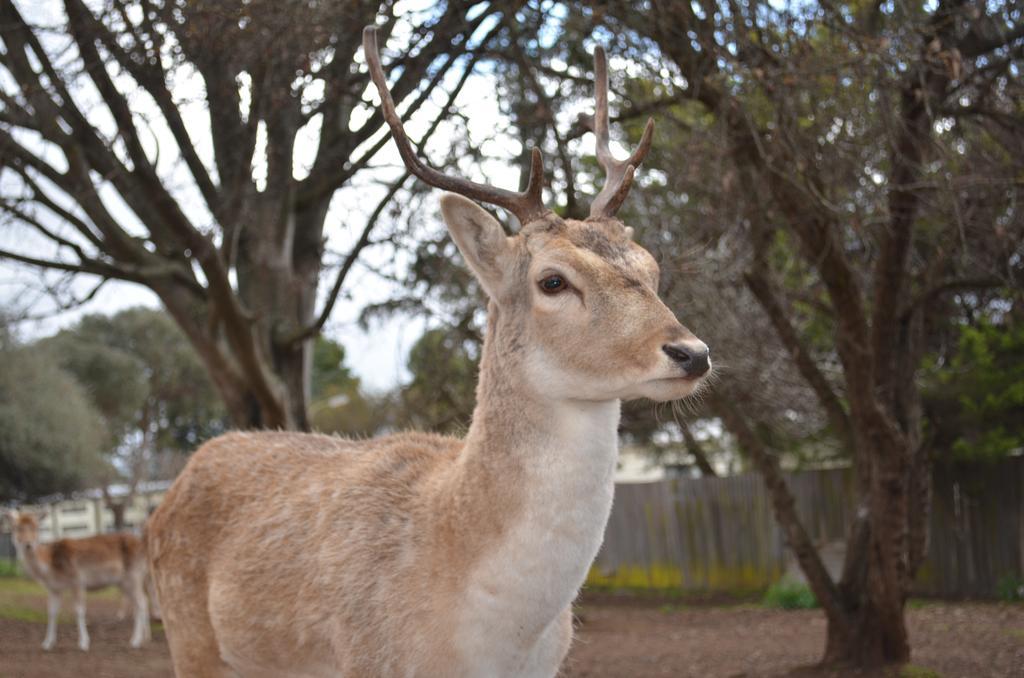 Deer Park Motor Inn Armidale Eksteriør billede