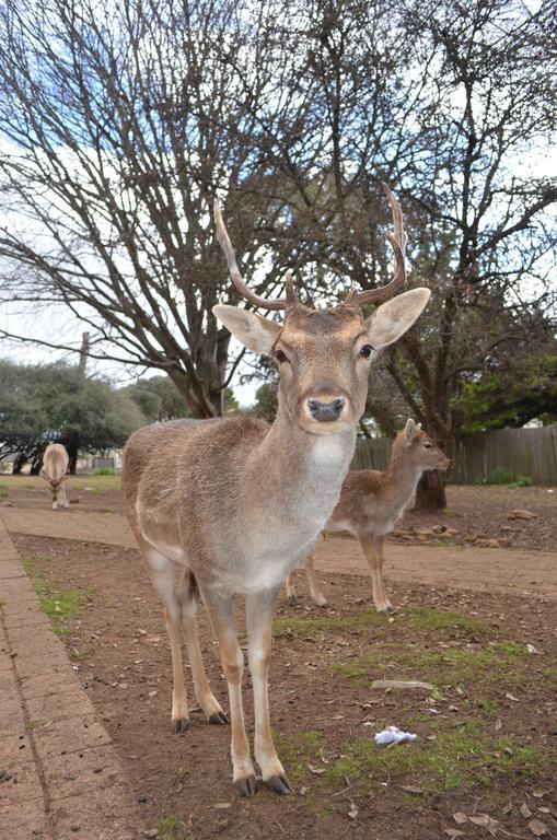 Deer Park Motor Inn Armidale Eksteriør billede