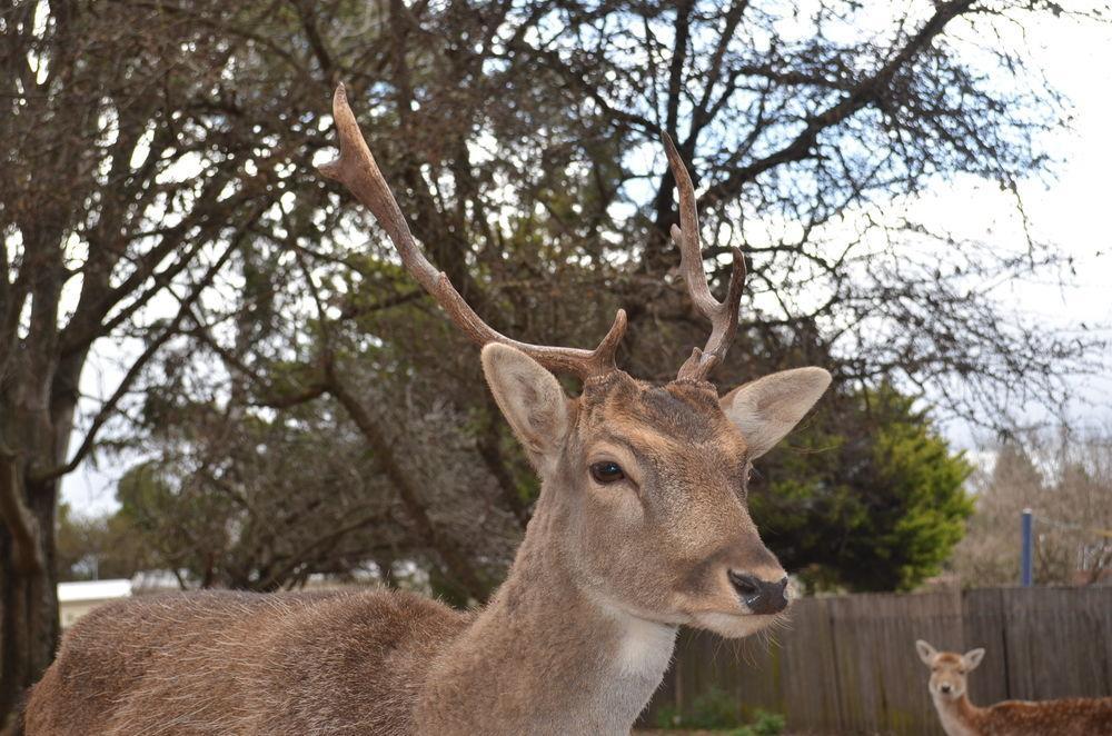 Deer Park Motor Inn Armidale Eksteriør billede