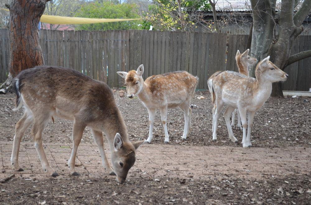 Deer Park Motor Inn Armidale Eksteriør billede