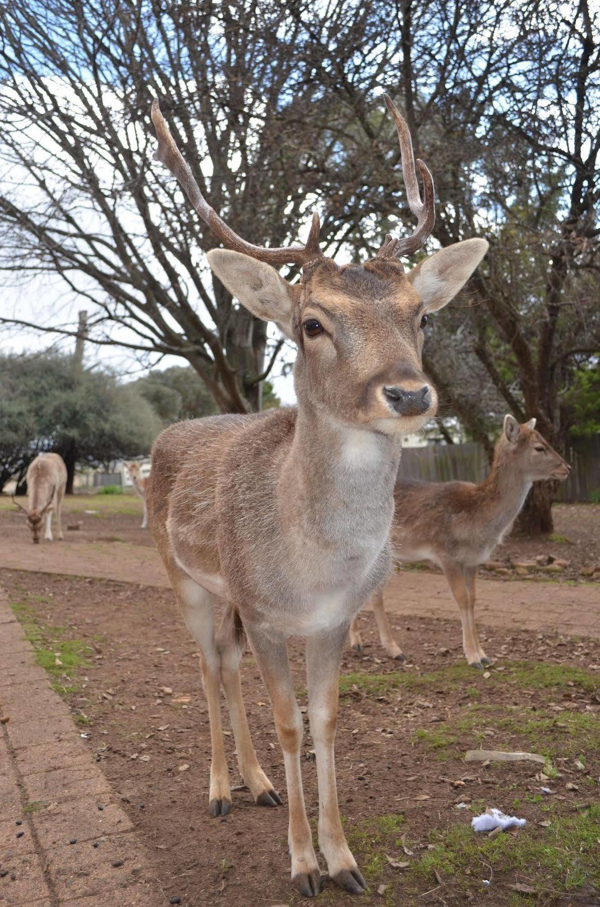 Deer Park Motor Inn Armidale Eksteriør billede